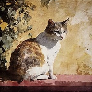Cat In The Sunshine 01